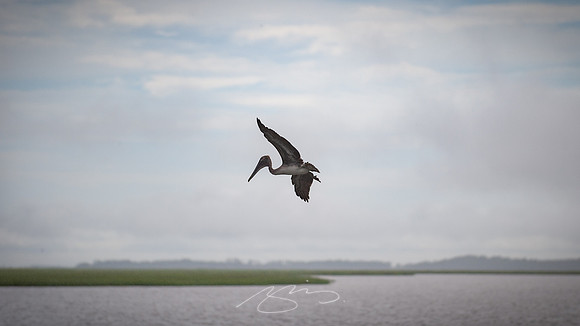 sapelo-09-6
