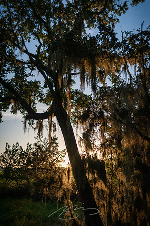 sapelo-09-9