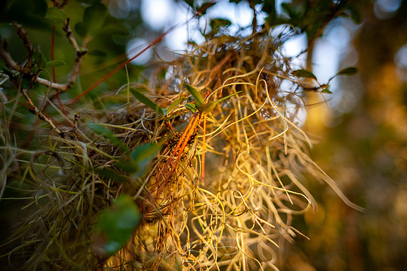 sapelo-09-11