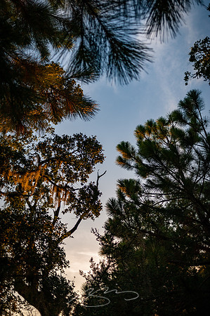 sapelo-09-12