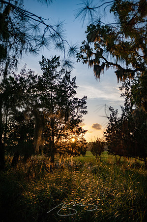 sapelo-09-14