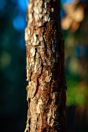 sapelo-09-15