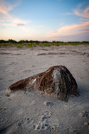 sapelo-09-18