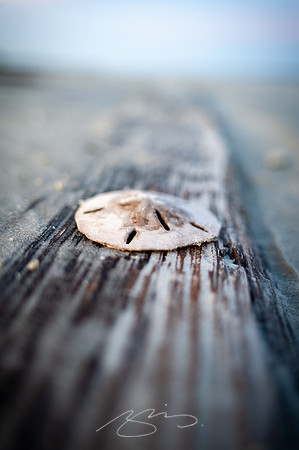 sapelo-09-20