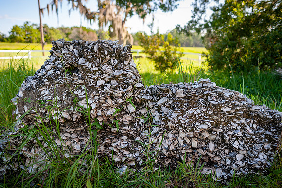 sapelo-09-25
