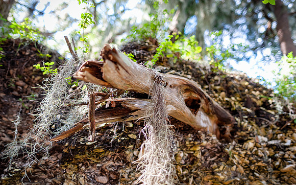 sapelo-09-43