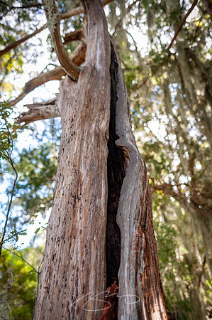 sapelo-09-44