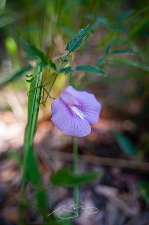 sapelo-09-45