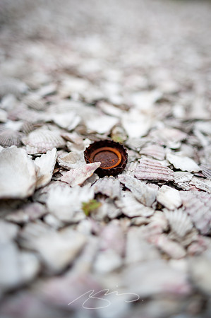 sapelo-09-48