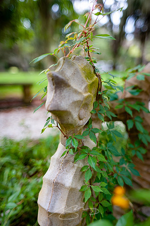 sapelo-09-60