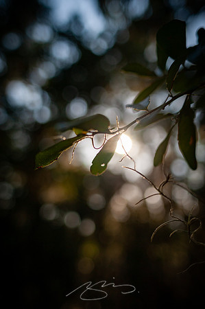 sapelo-09-74