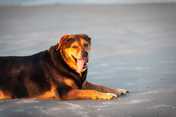 sapelo-09-82
