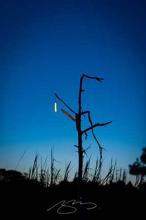 sapelo-09-85