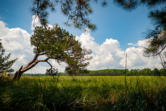 sapelo-09-86