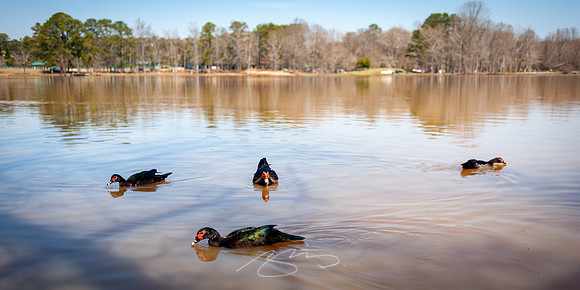 Cooper-Creek-Park-4