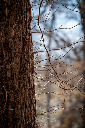 Cooper-Creek-Park-14