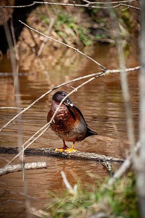 Cooper-Creek-Park-15