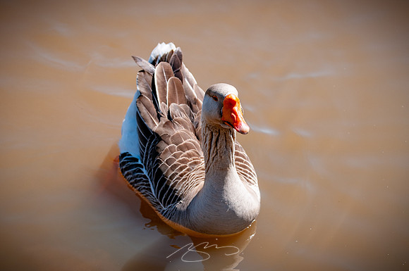 Cooper-Creek-Park-16