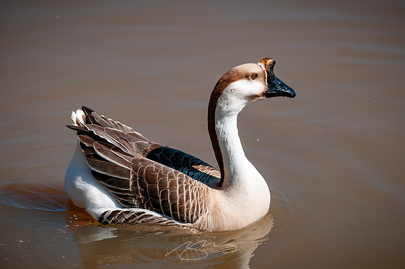 Cooper-Creek-Park-17
