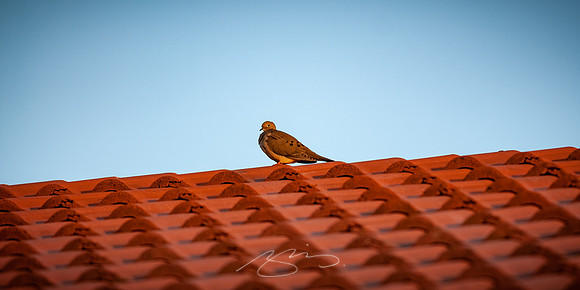Tiled Rooftop (and Bird)