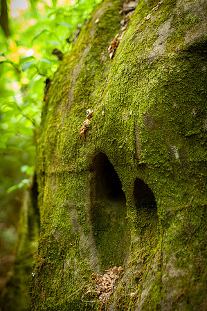 Sipsey-Winderness-31