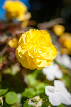 Kennebunkport-26