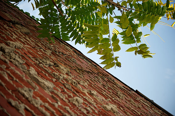 Greenery Triumphs over Brick