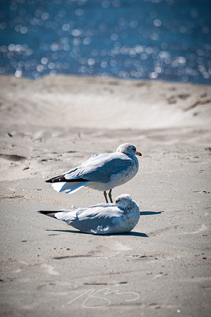 Ogunquit-18