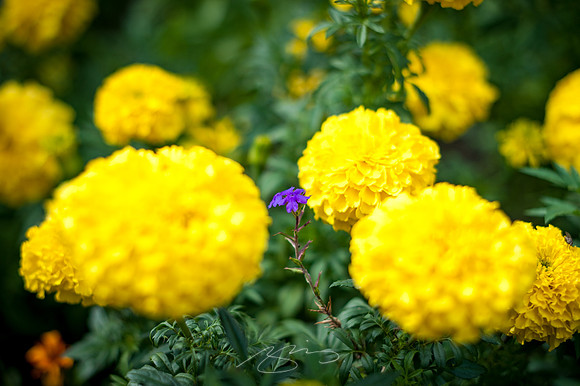 Ogunquit-OMAA-30