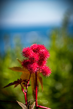 Ogunquit-OMAA-33