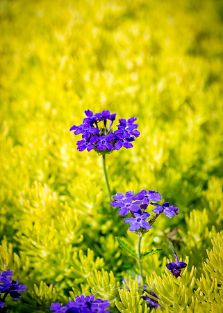 Ogunquit-OMAA-37