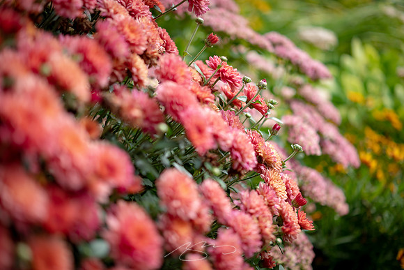 Ogunquit-OMAA-39