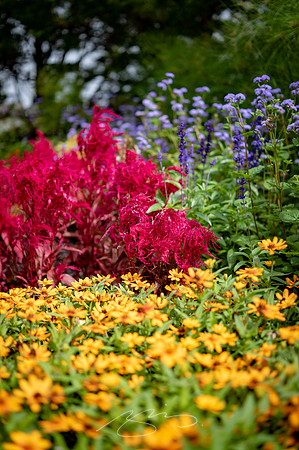 Ogunquit-OMAA-40