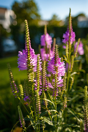 Ogunquit-Sparhawk-Flowers-4