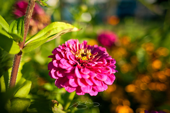 Ogunquit-Sparhawk-Flowers-5