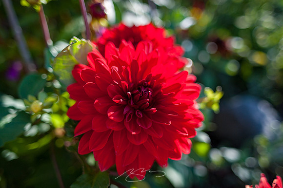 Ogunquit-Sparhawk-Flowers-6