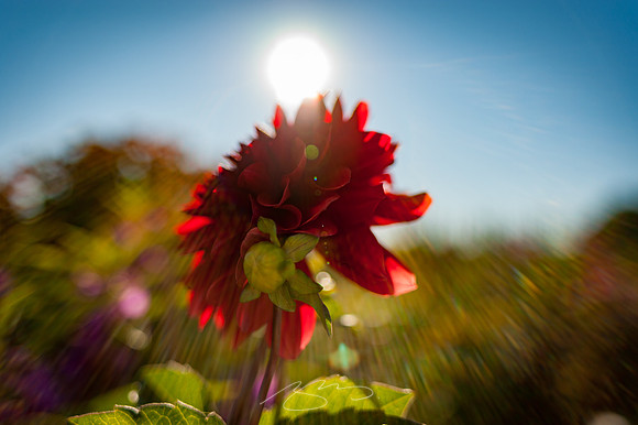 Ogunquit-Sparhawk-Flowers-7