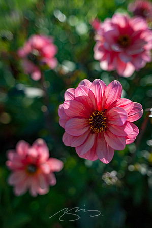 Ogunquit-Sparhawk-Flowers-8