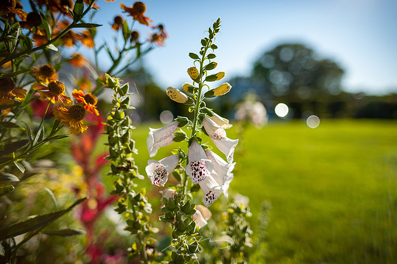 Ogunquit-Sparhawk-Flowers-9