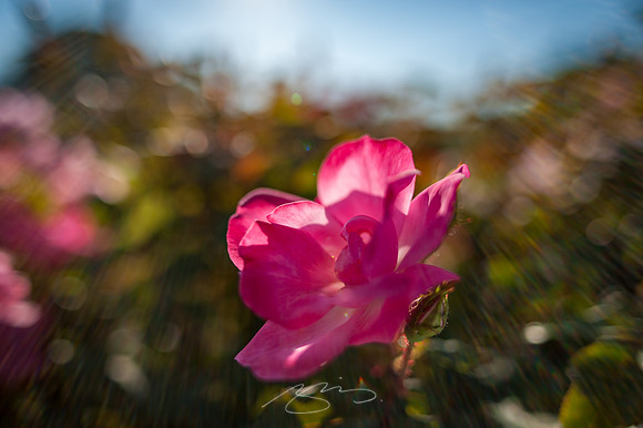 Ogunquit-Sparhawk-Flowers-10