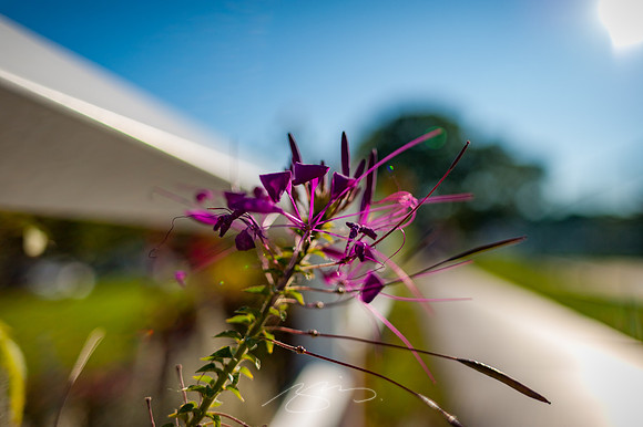 Ogunquit-Sparhawk-Flowers-11
