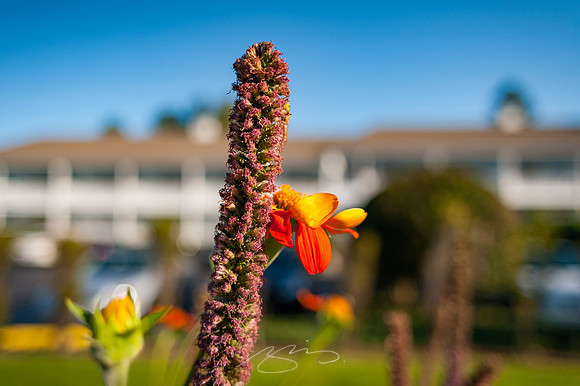 Ogunquit-Sparhawk-Flowers-12