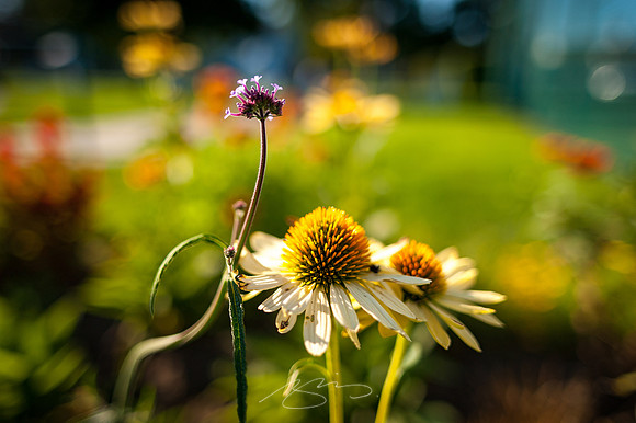Ogunquit-Sparhawk-Flowers-13