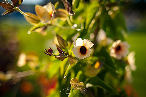 Ogunquit-Sparhawk-Flowers-14