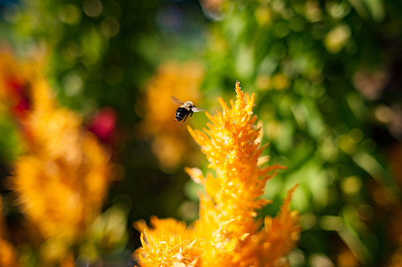 Ogunquit-Sparhawk-Flowers-15
