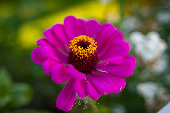 Ogunquit-Sparhawk-Flowers-16