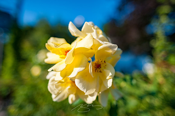 Ogunquit-Sparhawk-Flowers-17