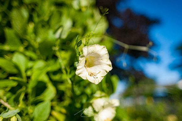 Ogunquit-Sparhawk-Flowers-18