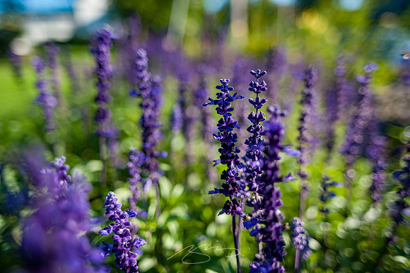 Ogunquit-Sparhawk-Flowers-19