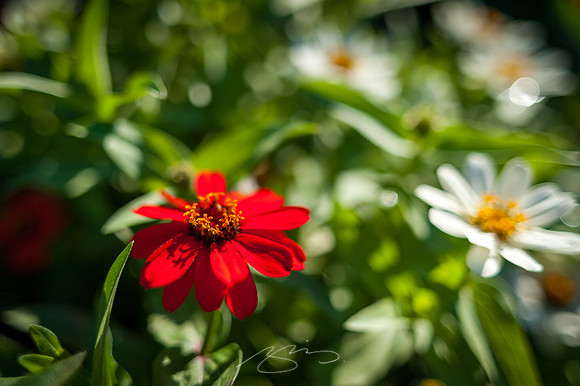 Ogunquit-Sparhawk-Flowers-20